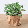Mosaikpflanze ‚White Tiger' – Fittonia albivenis