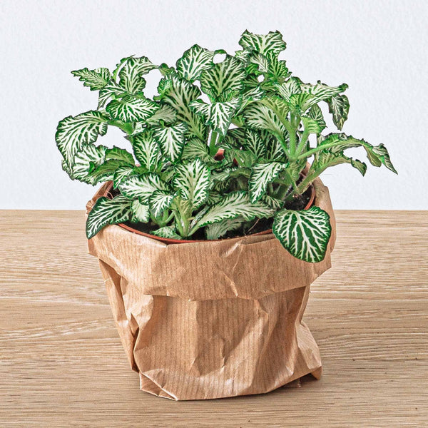 Mosaikpflanze ‚White Tiger' – Fittonia albivenis