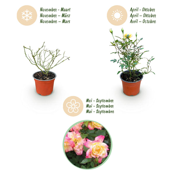 Rose ‚Tricolor Fairy' – Rosa – Ansicht 6