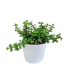 Speckbaum – Portulacaria afra – Ø 10,5 cm