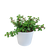 Speckbaum – Portulacaria afra – Ø 10,5 cm