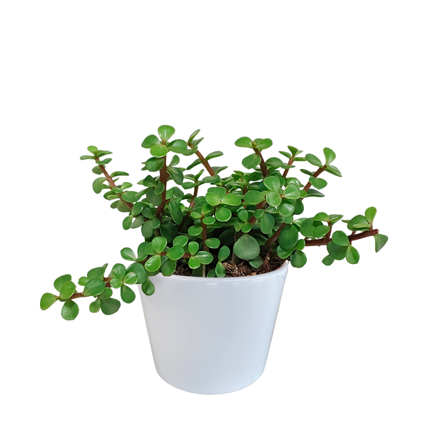 Speckbaum – Portulacaria afra – Ø 10,5 cm
