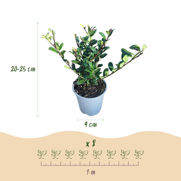 Japanische Stechpalme ‚Caroline Upright' – Ilex crenata – Ansicht 3
