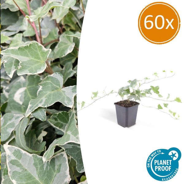 Efeu ‚Glacier' – Hedera helix