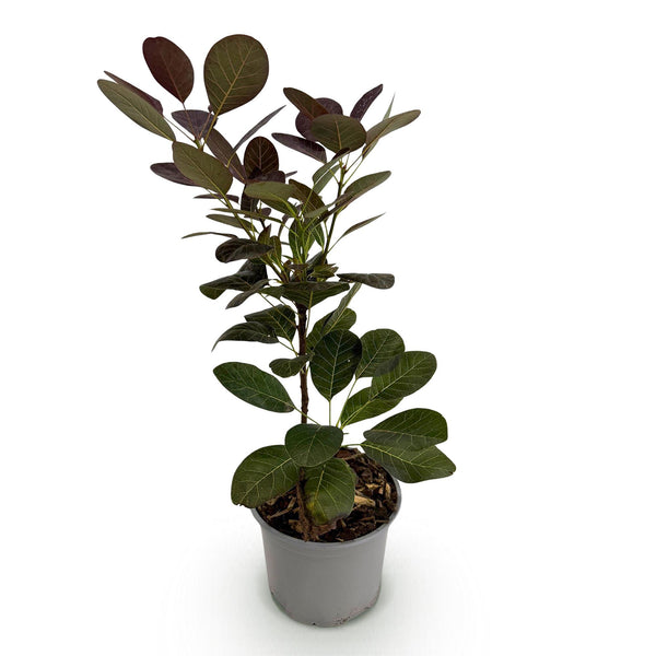 Perückenstrauch ‚Royal Purple' – Cotinus coggygria – Ansicht 2