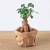 Terrarium-Set „5 Pflanzen