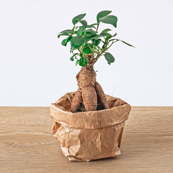 Terrarium-Set „5 Pflanzen