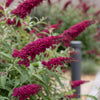 Schmetterlingsstrauch ‚Royal Red' – Buddleja davidii – Ansicht 3