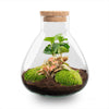 Flaschengarten-Set „Sammie Coffea“ – DIY-Terrarium mit Kaffeepflanze