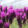 Schopflavendel ‚Anouk' – Lavandula stoechas – Ansicht 3