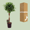 Chinesische Feige ‚Moclame' – Ficus microcarpa – Ansicht 3