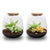 Terrarium-Set „Emma Mini" – DIY-Kit mit Fittonia ‚Ruby Lime'