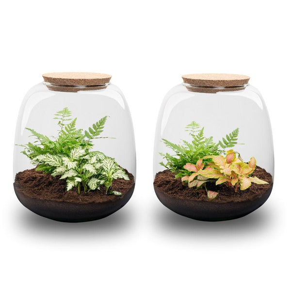 Terrarium-Set „Emma Mini" – DIY-Kit mit Fittonia ‚Ruby Lime'