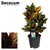 Wunderstrauch ‚Petra' – Codiaeum variegatum
