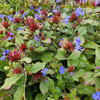 Hornnarbe – Ceratostigma – Ansicht 6
