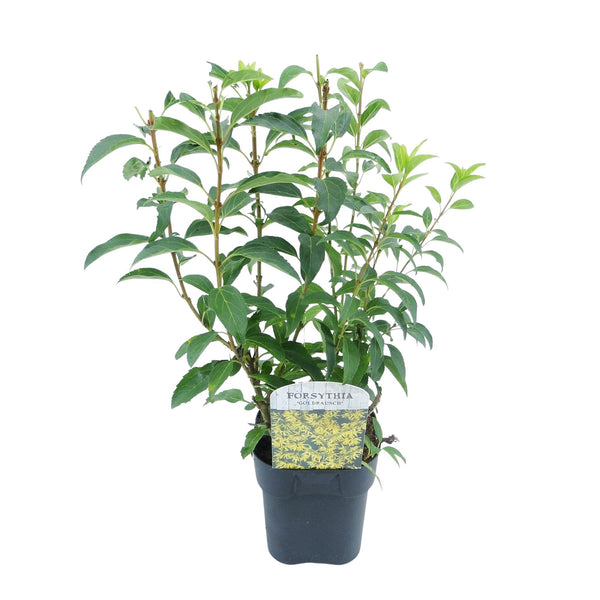 Forsythie ‚Goldrausch' – Forsythia intermedia – Ansicht 2