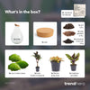Flaschengarten-Set „Drop XL Palm" – DIY-Terrarium mit Palme – Ansicht 3