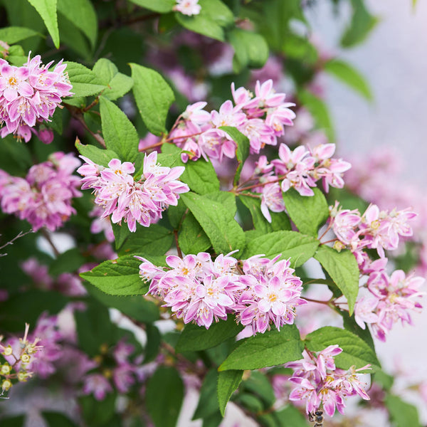 Deutzie ‚Strawberry Fields' – Deutzia hybrida – Ansicht 5