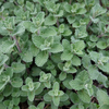 Katzenminze ‚Grol' – Nepeta – Ansicht 7