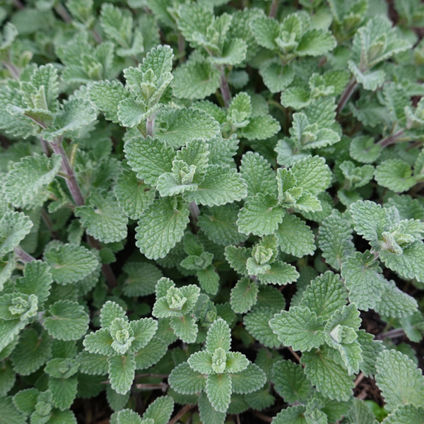 Katzenminze ‚Grol' – Nepeta – Ansicht 7