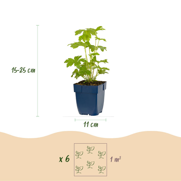 Rittersporn Tricolour – Delphinium – Ansicht 3