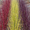 Weißer Hartriegel ‚Tricolour' – Cornus alba – Ansicht 4