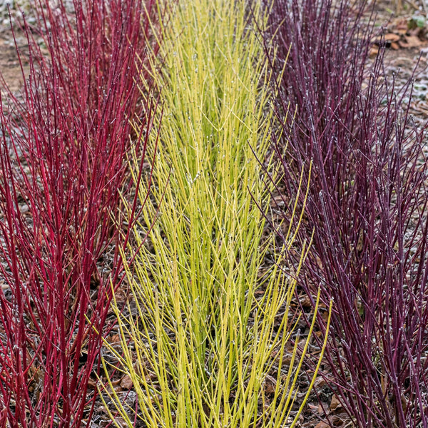 Weißer Hartriegel ‚Tricolour' – Cornus alba – Ansicht 4
