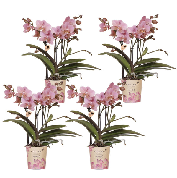 Schmetterlingsorchidee ‚Treviso' – Phalaenopsis