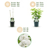 Gemeiner Flieder ‚Madame Lemoine' – Syringa vulgaris – Ansicht 4
