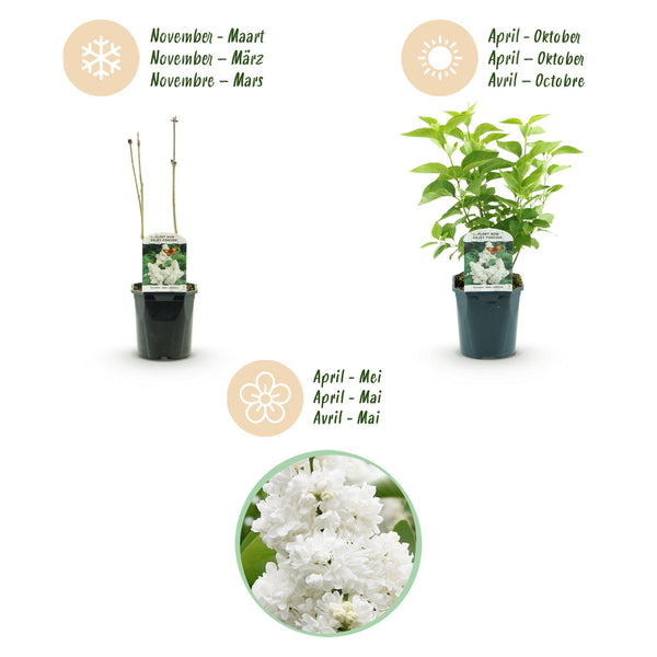 Gemeiner Flieder ‚Madame Lemoine' – Syringa vulgaris – Ansicht 4