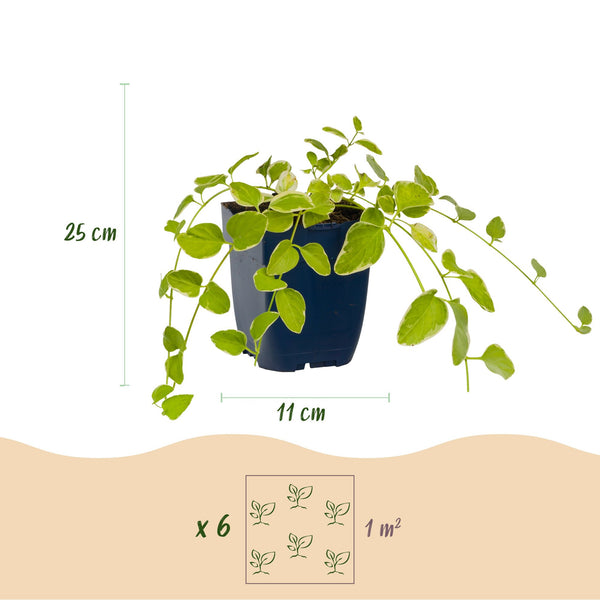 Großes Immergrün ‚Variegata' – Vinca major – Ansicht 3