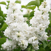Gemeiner Flieder ‚Madame Lemoine' – Syringa vulgaris – Ansicht 5