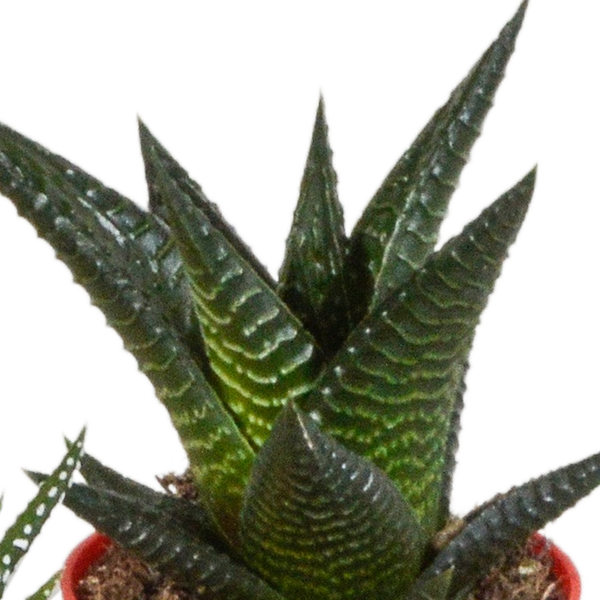Sukkulenten-Set „Gasteria & Haworthia-Mix" – Gasterien und Haworthien – Ansicht 5