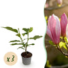 Magnolie ‚Ricki' – Magnolia