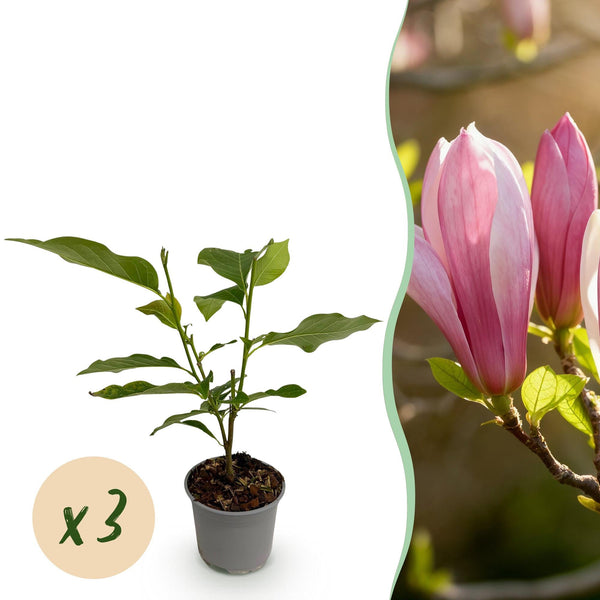 Magnolie ‚Ricki' – Magnolia