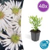 Ageratum-Aster ‚Ashvi' – Aster ageratoides