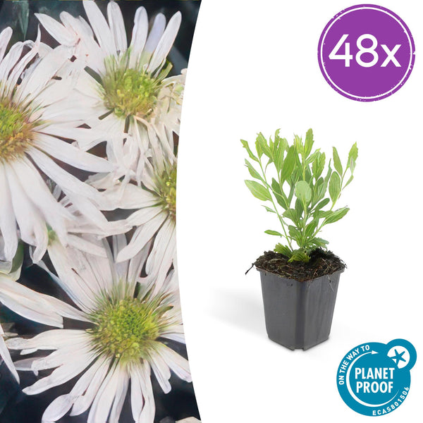Ageratum-Aster ‚Ashvi' – Aster ageratoides
