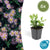 Ageratum-Aster ‚Asran' – Aster ageratoides – 6 Stück