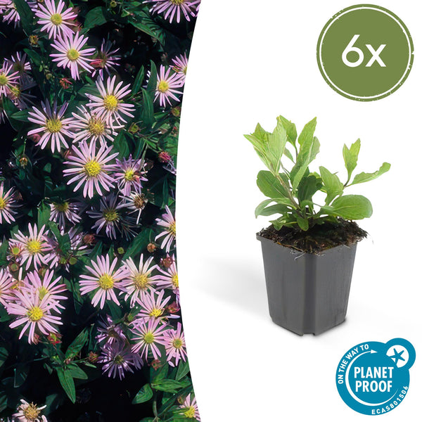 Ageratum-Aster ‚Asran' – Aster ageratoides – 6 Stück