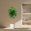 Strahlenaralie-Stämmchen – Schefflera arboricola – Ansicht 4