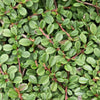 Teppich-Zwergmispel ‚Streib's Findling' – Cotoneaster procumbens – Ansicht 5