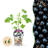 Jostabeere – Ribes × nidigrolaria