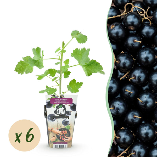 Jostabeere – Ribes × nidigrolaria
