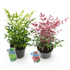 Himmelsbambus-Set „Duo" – Nandina domestica in Gelb & Rot – Ansicht 2