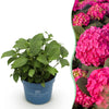 Bauernhortensie ‚Endless Summer Summer Love Red' – Hydrangea macrophylla – 1 Stück