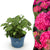 Bauernhortensie ‚Endless Summer Summer Love Red' – Hydrangea macrophylla – 1 Stück