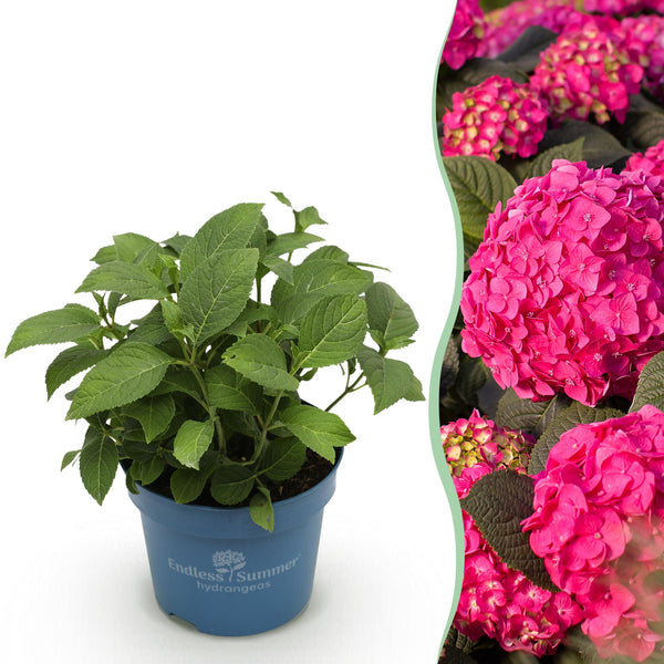Bauernhortensie ‚Endless Summer Summer Love Red' – Hydrangea macrophylla – 1 Stück