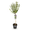Zwergflieder ‚Palibin' – Syringa meyeri – Ansicht 2