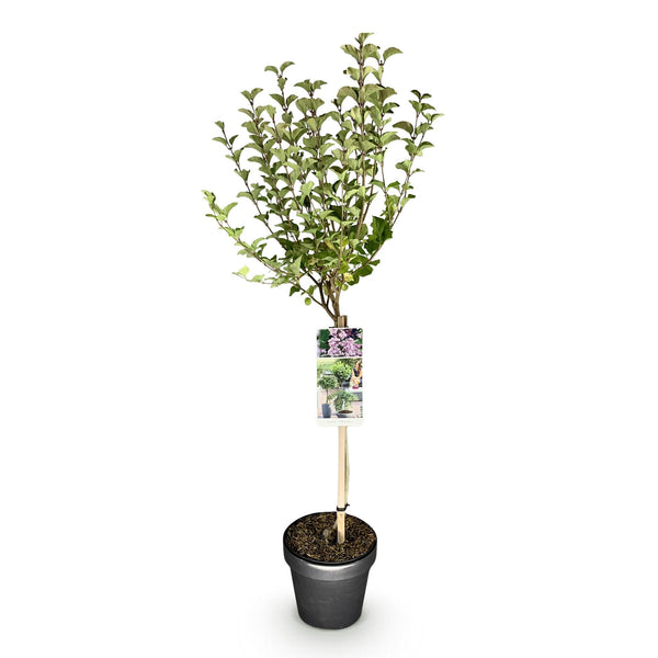Zwergflieder ‚Palibin' – Syringa meyeri – Ansicht 2