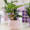 Calathea concinna ‚Freddie‘